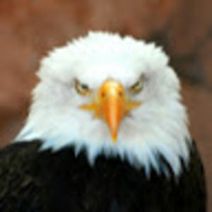 Meet your Posher, Donald